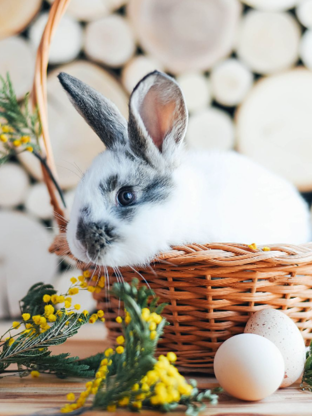 Cool Things to Do Easter Weekend 2023 CodeAvail